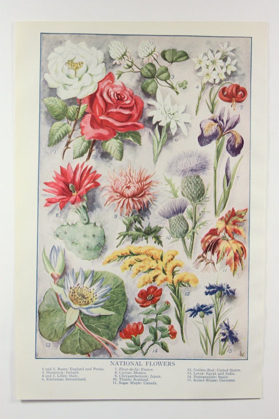 Items similar to Antique 1919 National Flowers Illustrated Book Print ...