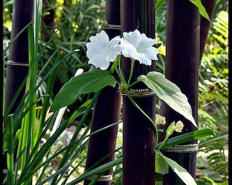 Live Black Bamboo Plant, BOGO SALE, Buy One Get One, Zen Garden, Large Bamboo, Water Garden, Privacy Fence, Koi Pond, Meditation Garden