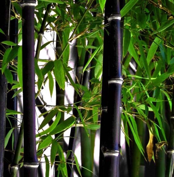 Live Black Bamboo Plant BOGO SALE XL Live Bamboo Zen