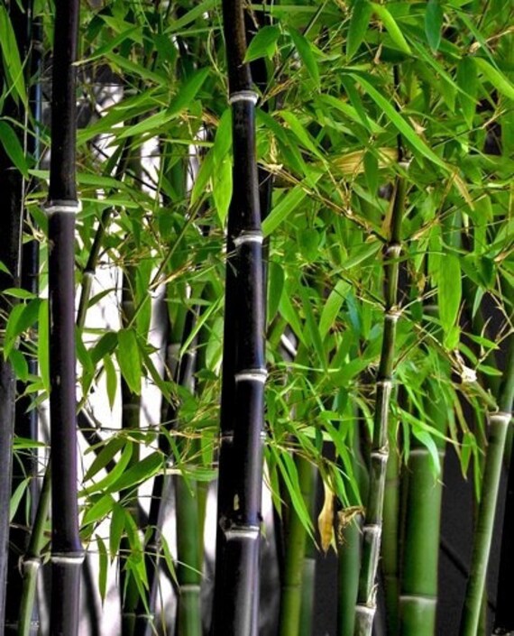 Live Black Bamboo Plant BOGO SALE XL Live Bamboo Zen
