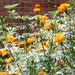 Organic Giant African Marigold seeds