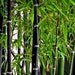 live bamboo for sale