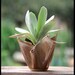 Folded - a saucy succulent planter with live plant