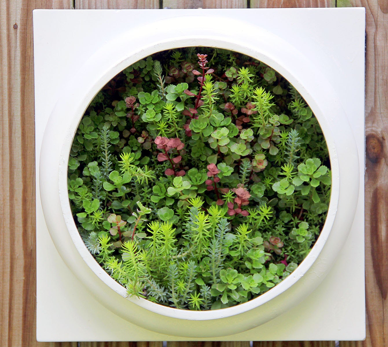 Amazing Succulent Living wall planter Comes pre by NevaStarr