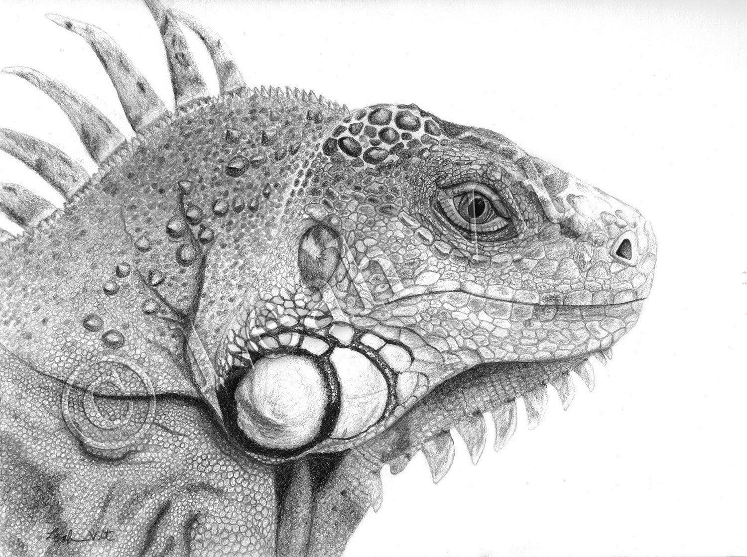 Iguana print of an original pencil drawing