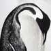 Penguin original charcoal drawing