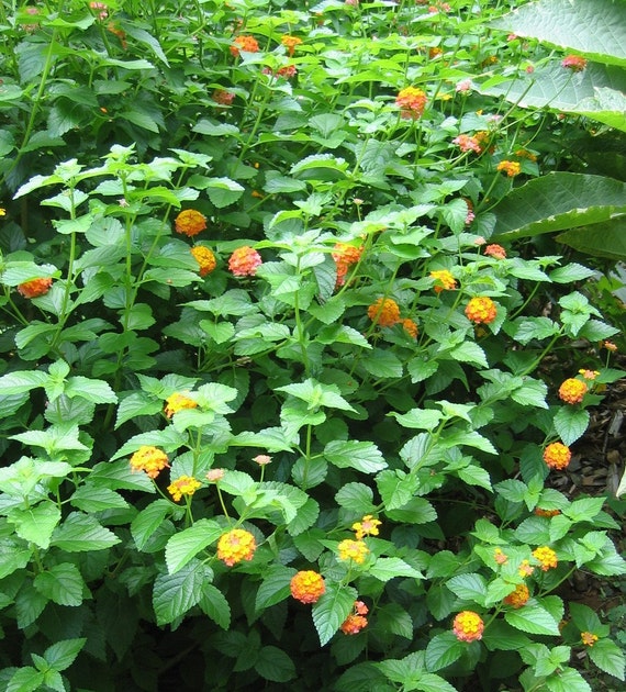 miss huff lantana blooming size plant miss huff lantana blooming size plant