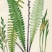 Antique Circa 1880 Hand Colored - Fern Bookplate - Print - Plate 11