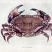 1910 Crab - Sea Life - Vintage Bookplate Print - Antique Crab Print - Beach Ocean Seashore - Plate 21