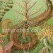Spiny Worms - Sea Life - Vintage Scientific Lithograph Print - Ernst Haeckel - 1980s