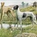 Dog Print Greyhound - Vintage Antique 1920 Illustration Print