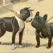 Dog Print Boston Terrier - French Bulldog - Dobermann Pinscher - Manchester Terrier - Vintage Antique 1920 Illustration Print