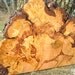 beautiful cherry burl slab with horse