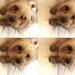 Only 2.00 for TINY BARRETTE for little dogs