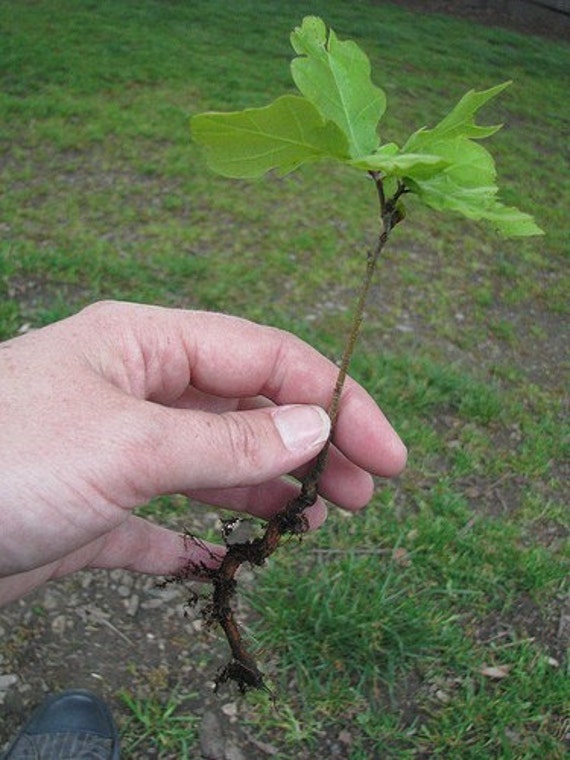 Appalachian Mountain Grown Qty-30 White Oak Tree Starter ...