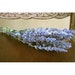 DRIED FLOWERS All Natural Dried BLUE Salvia Flowers for Crafting, Wreath Making, Wedding Decor Floral, Shabby, Prim, Cottage Bouquet