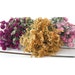 Dried Flower Color COLLECTION Floral Lovely for Wedding, Prim, Craft, Shabby Chic,...