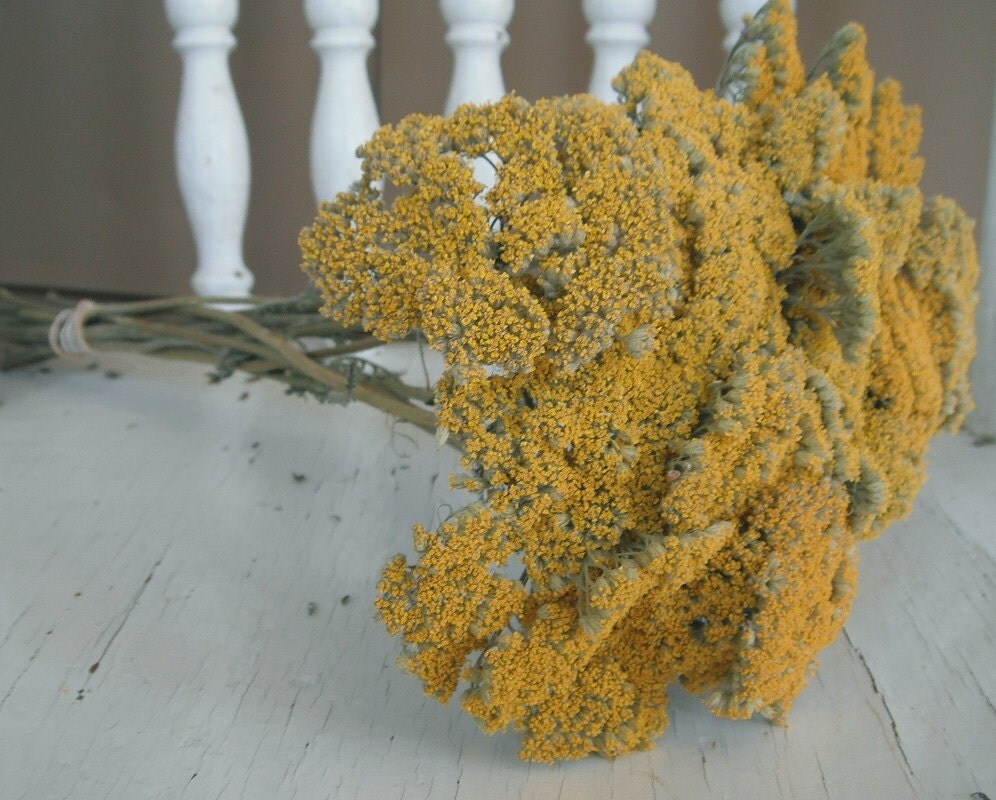 Dried Flowers Yarrow Natural Fragrant Gold YARROW Flower for Wedding