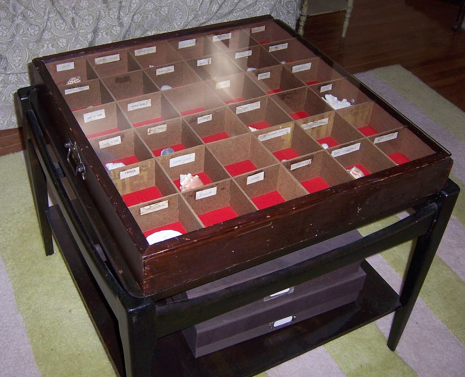 Vintage Seashell Specimen Shadow Box Large Nautical Display