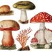 Antique Poisonous Mushroom / Fungi plates - Digital Collage Sheet - Set 2