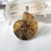 Richly Colored Fossilized Nautilus Pendant, 30mm wide, 36mm tall, silver plated frame and bail, ready to string ONE OF a KIND