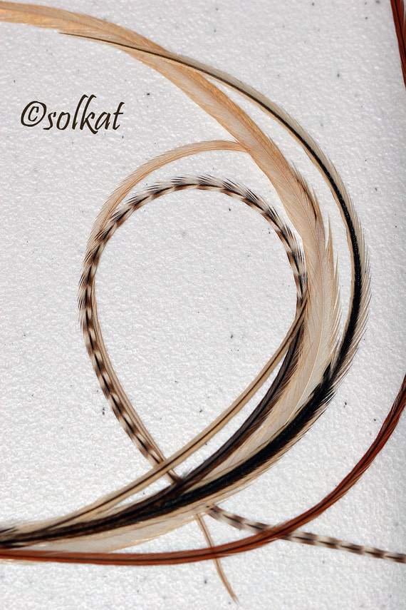 0074 XL Feather Extension Bundle Salon by featherswholesale