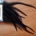 QTY 12 Black Rooster Saddles 5-7 inch variant Feather Extensions Feather Earrings and more
