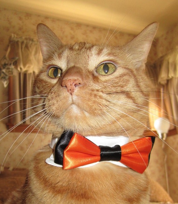 Items similar to Tuxedo Cat Collar Black & Orange on Etsy