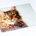 Longhaired Cat wallet recycled paper with Beautiful Longhair Cat