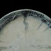 Birch Bark Inspired 10" Plate