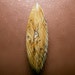 Petrified Hells Canyon Sequoia Herringbone Wood 100% Natural Hand Cut Cabochon from Oregon, free shipping