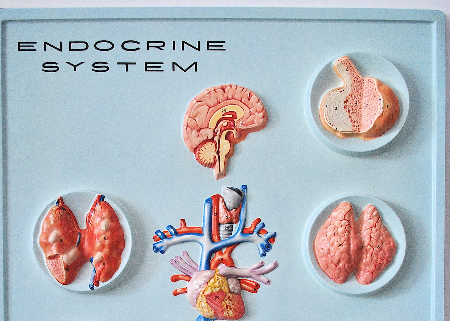 Reserved Vintage 3d Hubbard Medical Chart Of The Endocrine