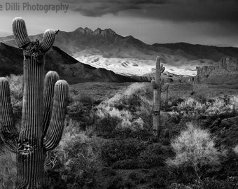 Saguaro Cactus Arizona Desert Southwest Abstract Black and