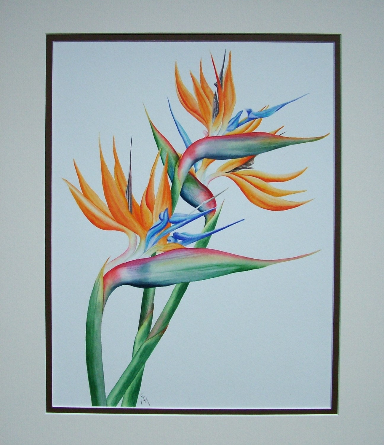 Original watercolour painting of the Bird of Paradise flower.