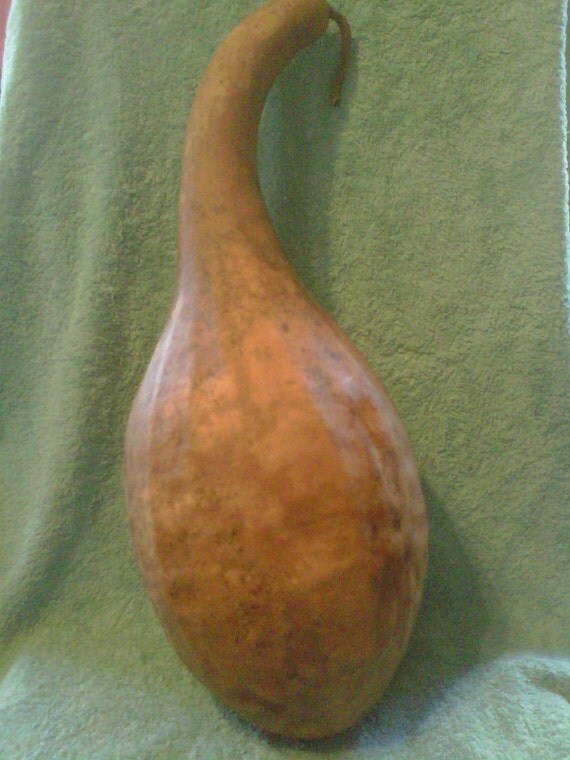 Large dried gourd.