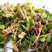 Sprouts - China Rose Radish Organic Sprout Seeds - 4 oz.
