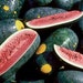 Organic Moon and Stars Watermelon Seeds