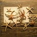 Skinny Starfish Specimens - Lot of 12 from a Vintage Natural History Collection