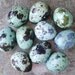 Quail Eggs - Pastel Blue Mix - 10 Beautiful Dyed Eggshells