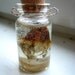 Black nettle jellyfish