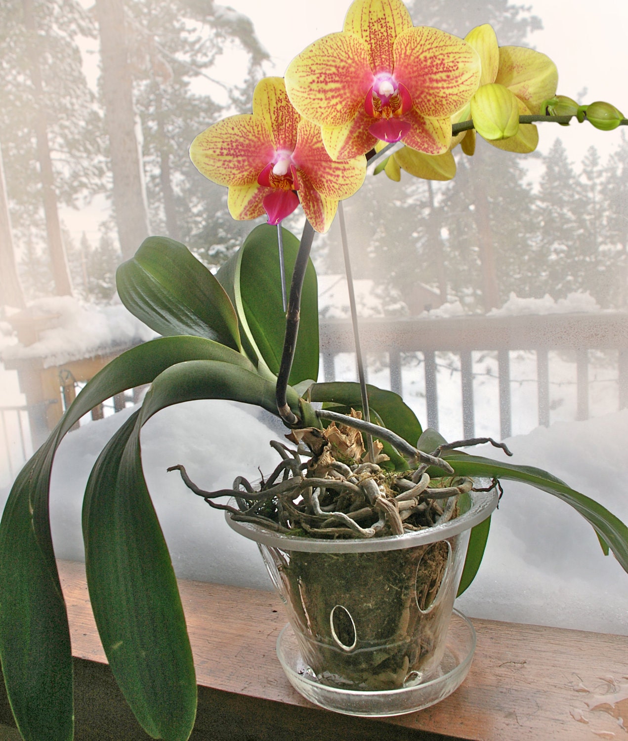 Купить орхидею в горшке авито. Charming Crystal Water Орхидея. Фаленопсис в горшке. Фаленопсис Кристальный водопад. Орхидея не в горшке Тайланд.