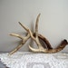 Reserve listing for 3littletrees Only Deer Antlers Vintage Matching Pair Woodland Cabin Cottage Decor Natural Rustic Decor