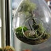Hanging lichen terrarium... Stunning conversation piece