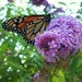 lnmom35