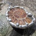 Amonite Fossil Pendant