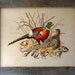 Pheasant Family Embroidery