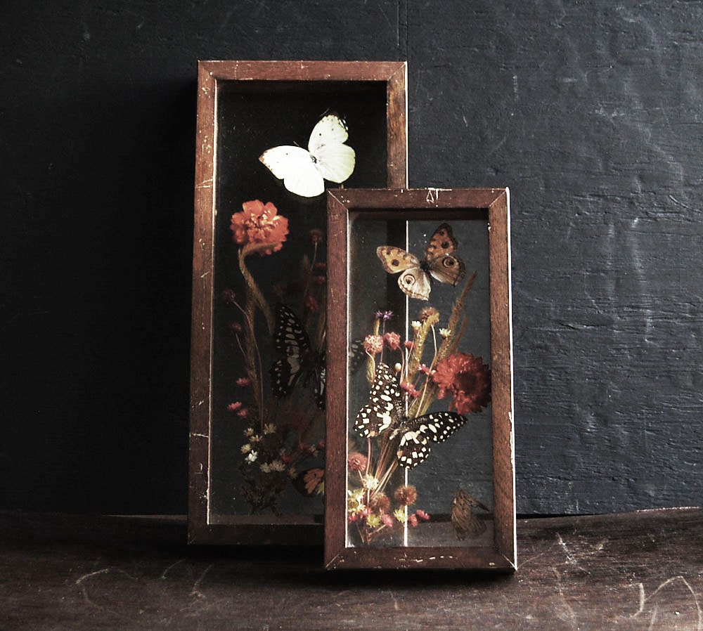 Butterfly Specimen Wooden Display Boxes