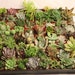 RESERVED 50 Wedding Succulents 2" for Lady Jacamo Succulents