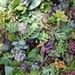 Succulent cuttings 40 (25 or more varieties) perfect for vertical wall gardens wreaths cuttings cuttings cuttings cuttings