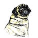 SALE PRICE Fawn Pug Portrait 8.5 X 11 Inches